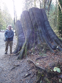 Mead dwarfed by a humongous stump